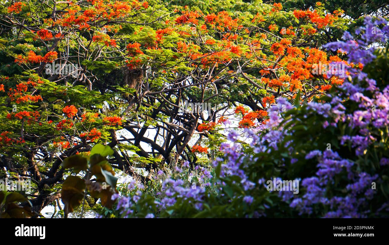 Eine Kombination von bunten Blumen auf einem großen Baum Stockfoto