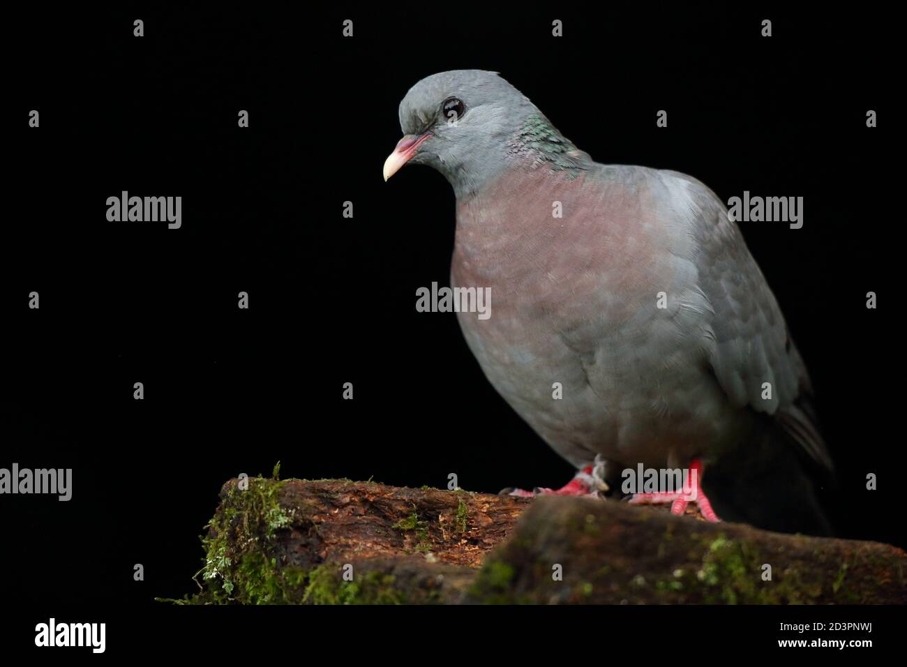 Ein Porträt einer erwachsenen Stocktaube (Columba oenas) mit unterbelichteten schwarzen Hintergrund, aufgenommen in Wales 2020. Stockfoto