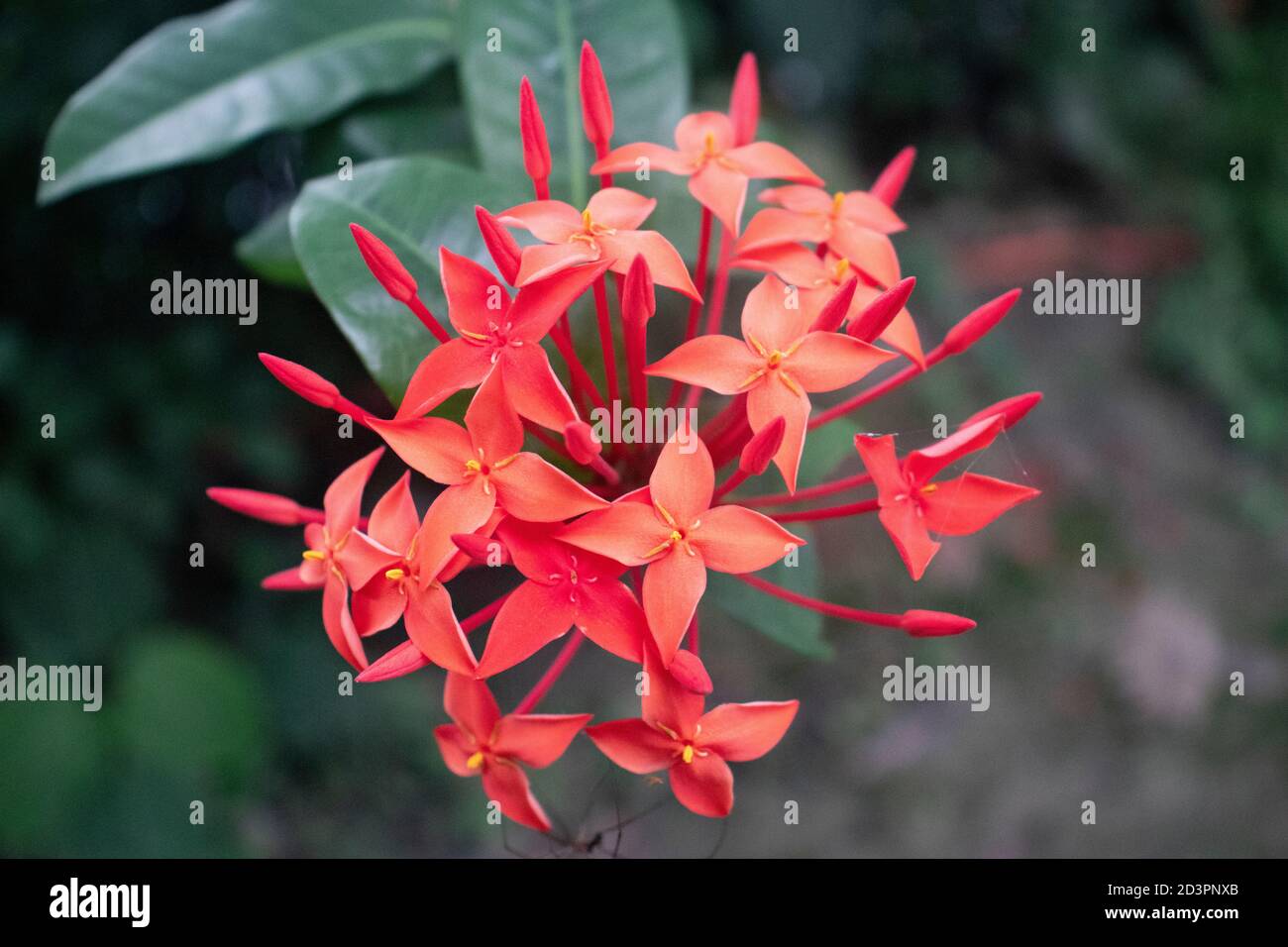Ixora oder Jungle Geranium Pflanze im Garten oder Rangun Blume Stockfoto