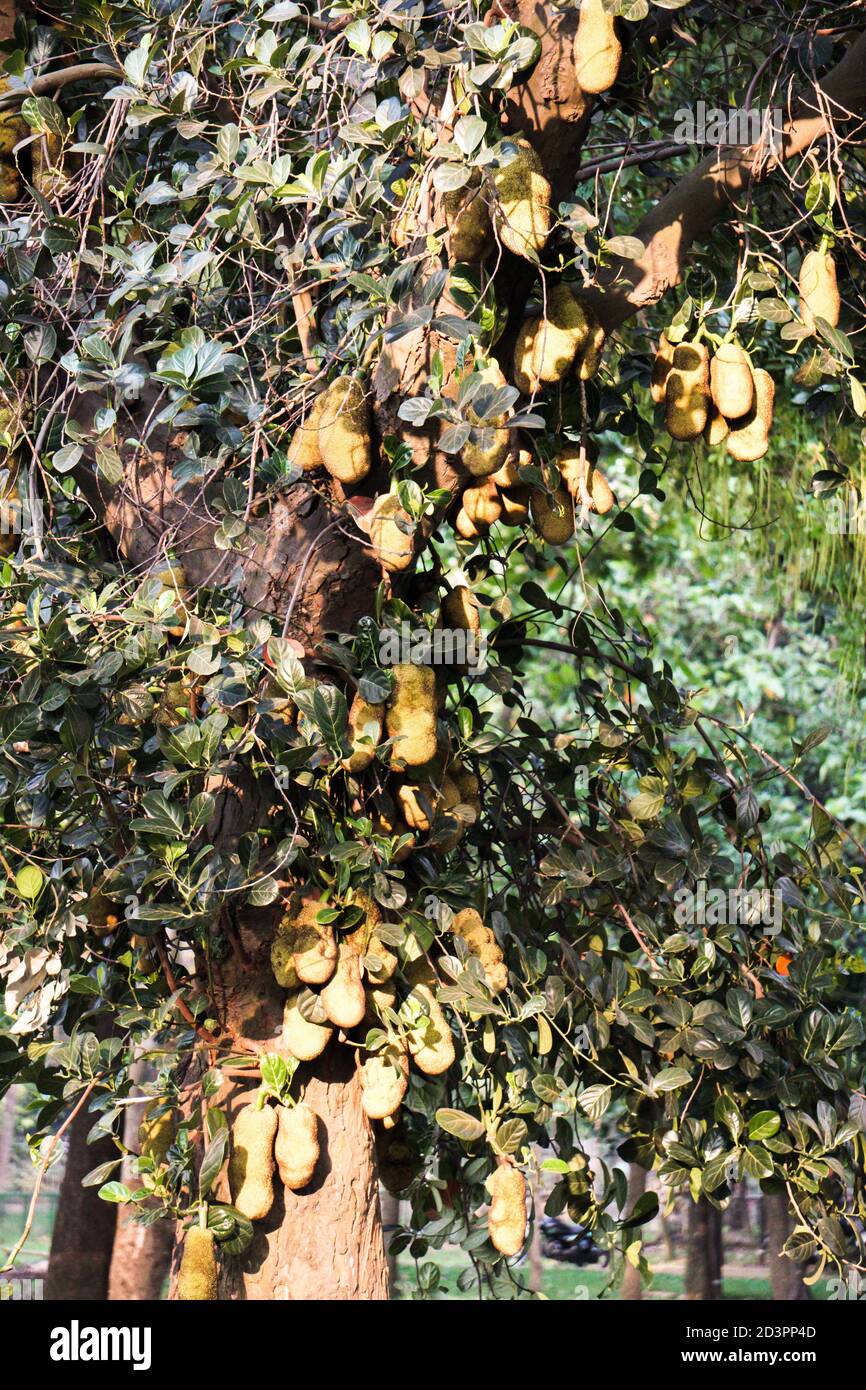 Viele Jackfrucht in einem einzigen Baum des Gartens Stockfoto