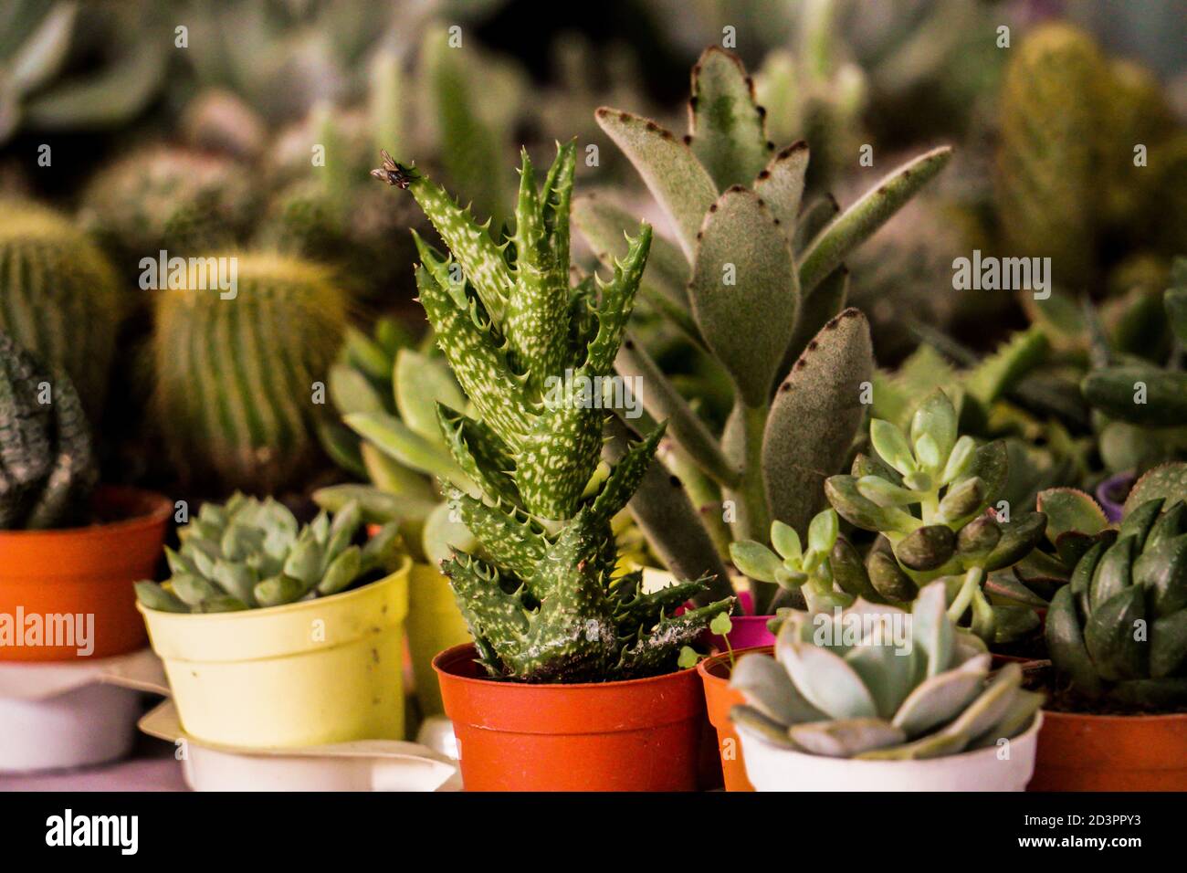 Kaktus in der Vase mit anderen Pflanzen Stockfoto