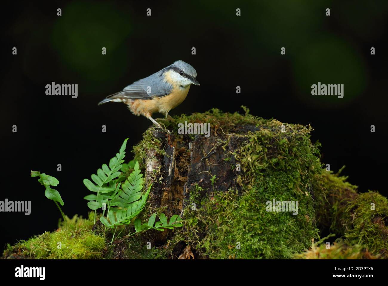 Bild eines eurasischen Nuthatch ( Sitta Europaea ) in typischen Wald Lebensraum thront während Caching Nüsse für Herbst. Stockfoto