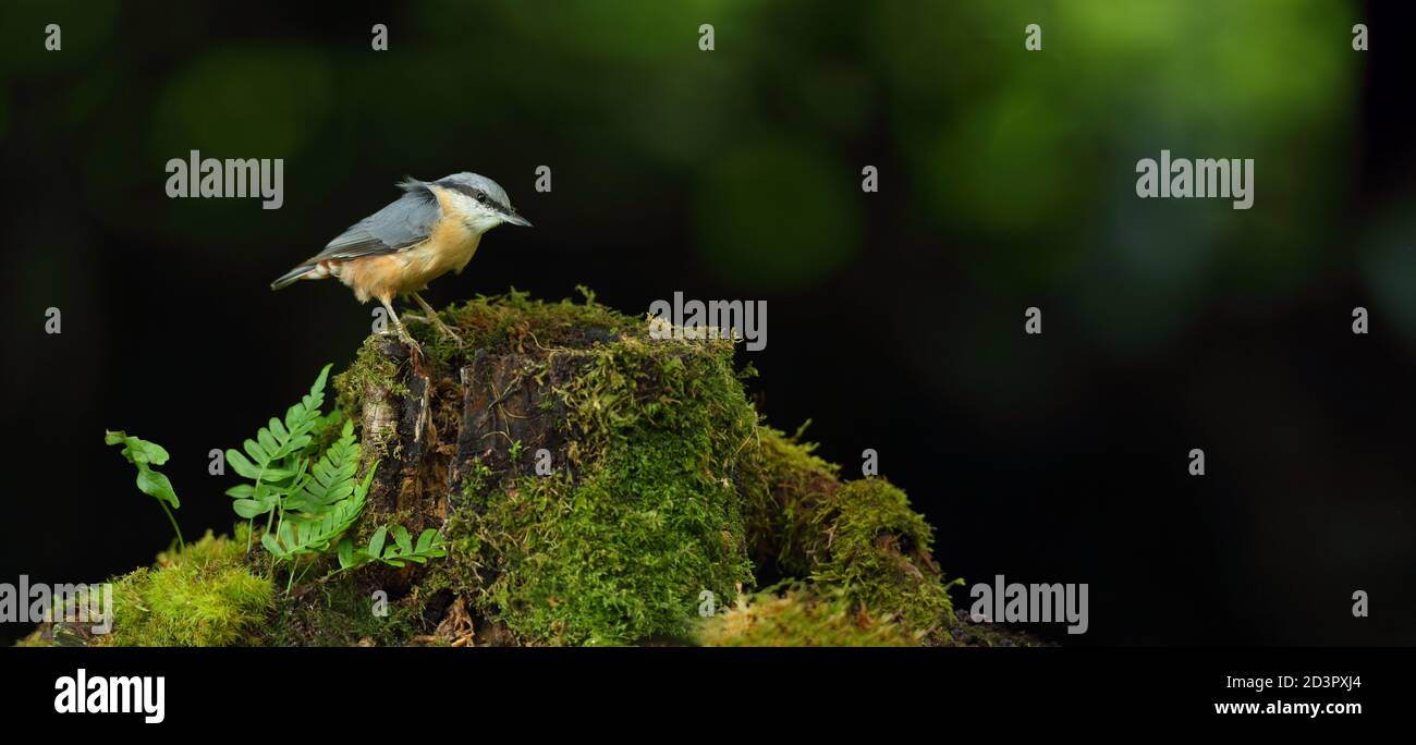 Porträt einer eurasischen Nuthatch ( Sitta Europaea ) auf der Suche nach Nüssen in walisischen Wäldern. Aufgenommen in der Nähe von Llanidloes, Wales im August 2020. Stockfoto