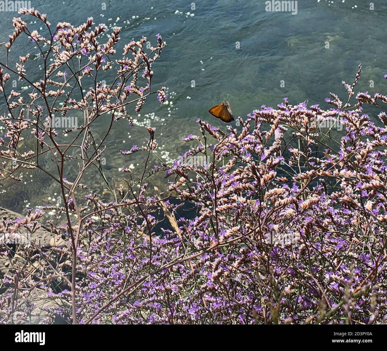 Meereslavender Kemek, lila Wildblume Limonium platyphyllum, helle Blüten und kleine Schmetterlinge, winzige violett-blaue Blüten über Rosetten, Bachwasser Stockfoto