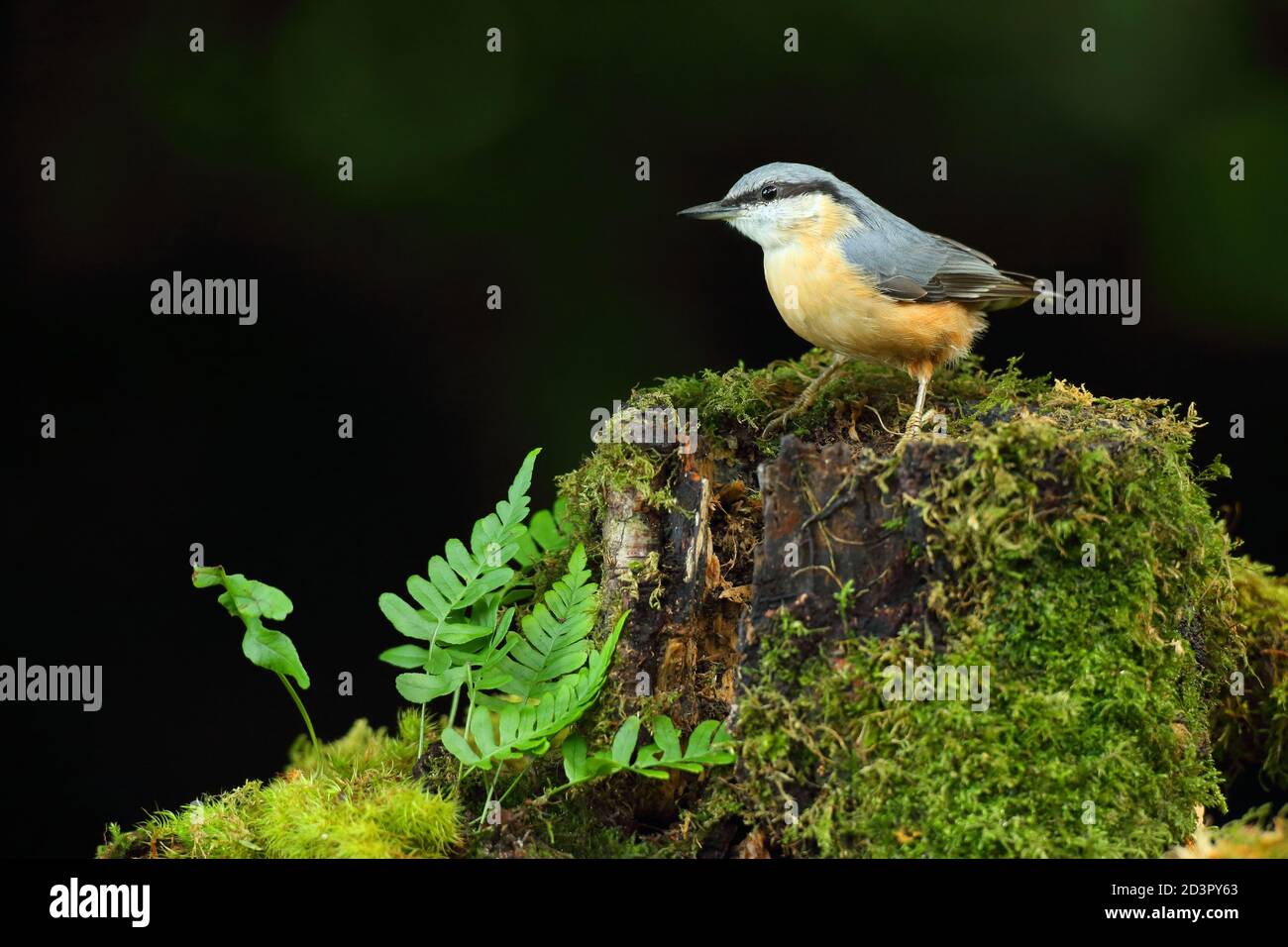 Porträt einer eurasischen Nuthatch ( Sitta Europaea ) auf der Suche nach Nüssen in walisischen Wäldern. Aufgenommen in der Nähe von Llanidloes, Wales im August 2020. Stockfoto