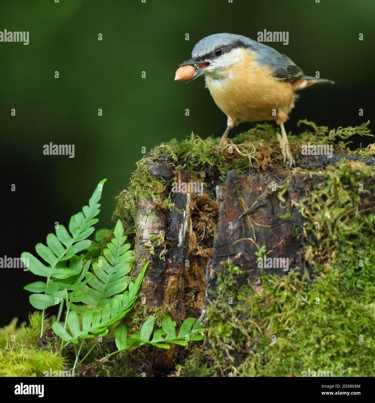 Porträt einer eurasischen Nuthatch ( Sitta Europaea ) auf der Suche nach Nüssen in walisischen Wäldern. Aufgenommen in der Nähe von Llanidloes, Wales im August 2020. Stockfoto