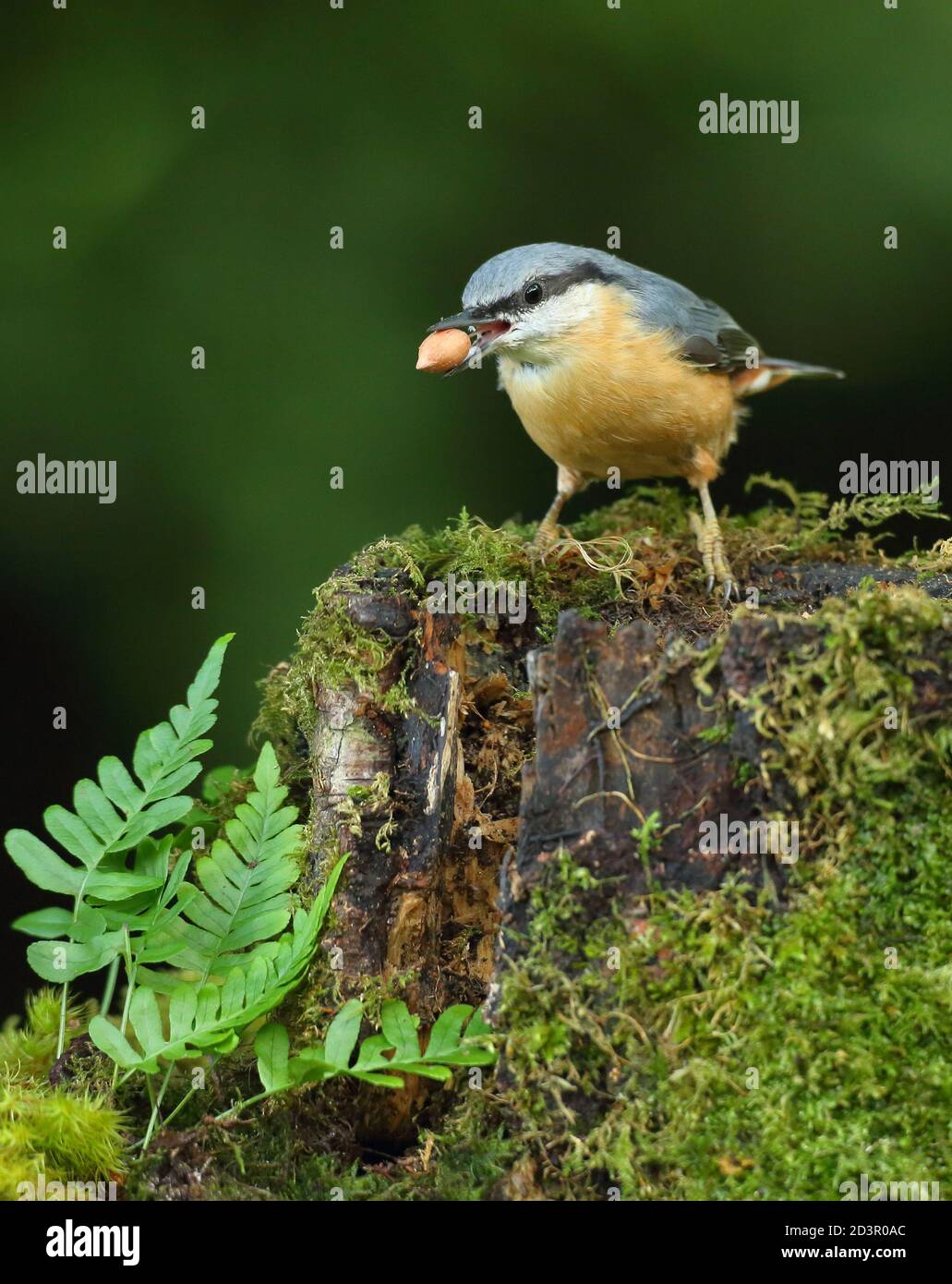 Porträt einer eurasischen Nuthatch ( Sitta Europaea ) auf der Suche nach Nüssen in walisischen Wäldern. Aufgenommen in der Nähe von Llanidloes, Wales im August 2020. Stockfoto