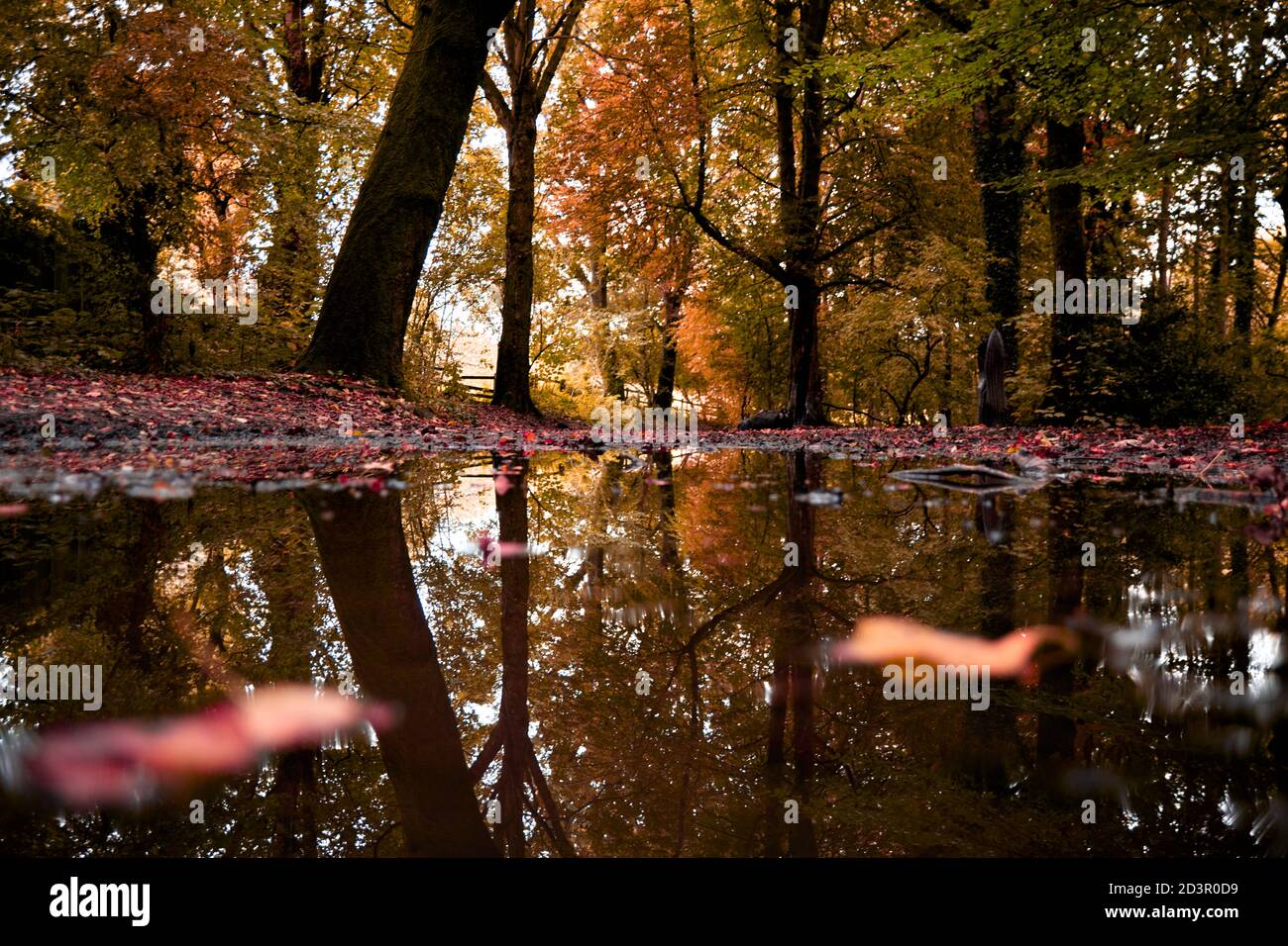 Schöner Herbst im englischen Woodland. Rote, goldene und grüne Blätter spiegeln sich im Wasser in Worsley Woods, Manchester, England. Stockfoto