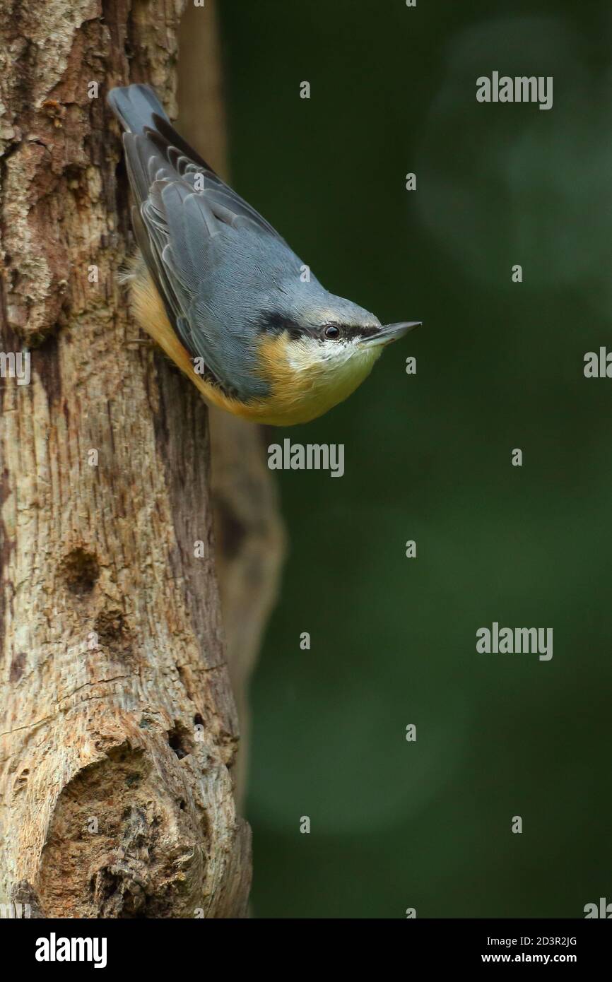 Bild eines eurasischen Nuthatch ( Sitta Europaea ) in typischen Wald Lebensraum thront während Caching Nüsse für Herbst. Stockfoto