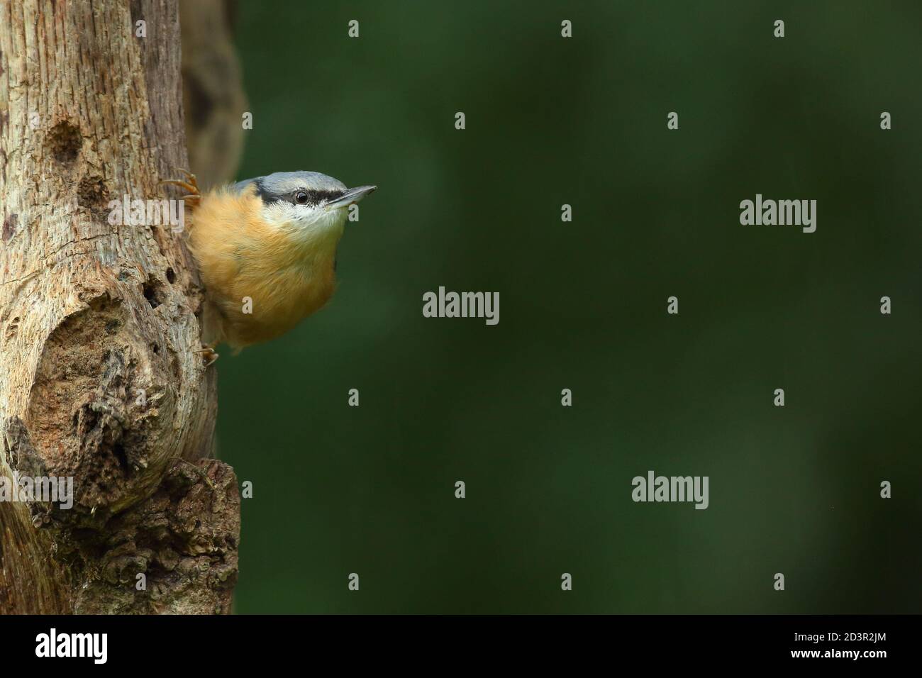 Porträt einer eurasischen Nuthatch ( Sitta Europaea ) auf der Suche nach Nüssen in walisischen Wäldern. Aufgenommen in der Nähe von Llanidloes, Wales im August 2020. Stockfoto