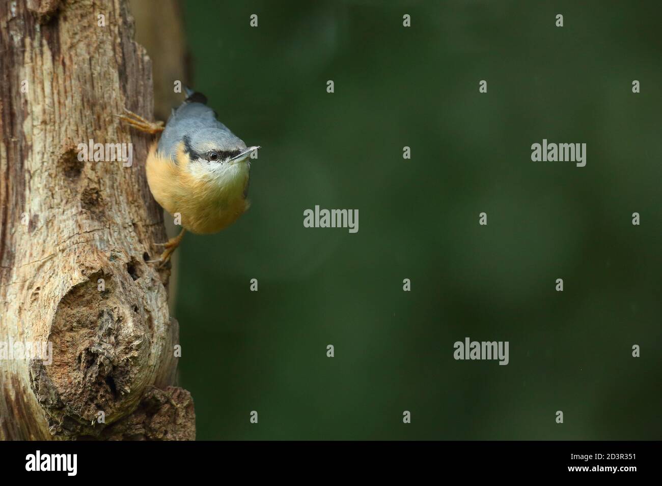 Porträt einer eurasischen Nuthatch ( Sitta Europaea ) auf der Suche nach Nüssen in walisischen Wäldern. Aufgenommen in der Nähe von Llanidloes, Wales im August 2020. Stockfoto