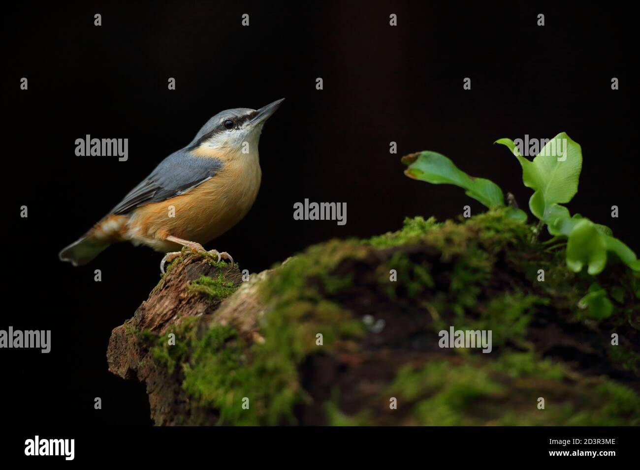 Porträt einer eurasischen Nuthatch ( Sitta Europaea ) auf der Suche nach Nüssen in walisischen Wäldern. Aufgenommen in der Nähe von Llanidloes, Wales im August 2020. Stockfoto