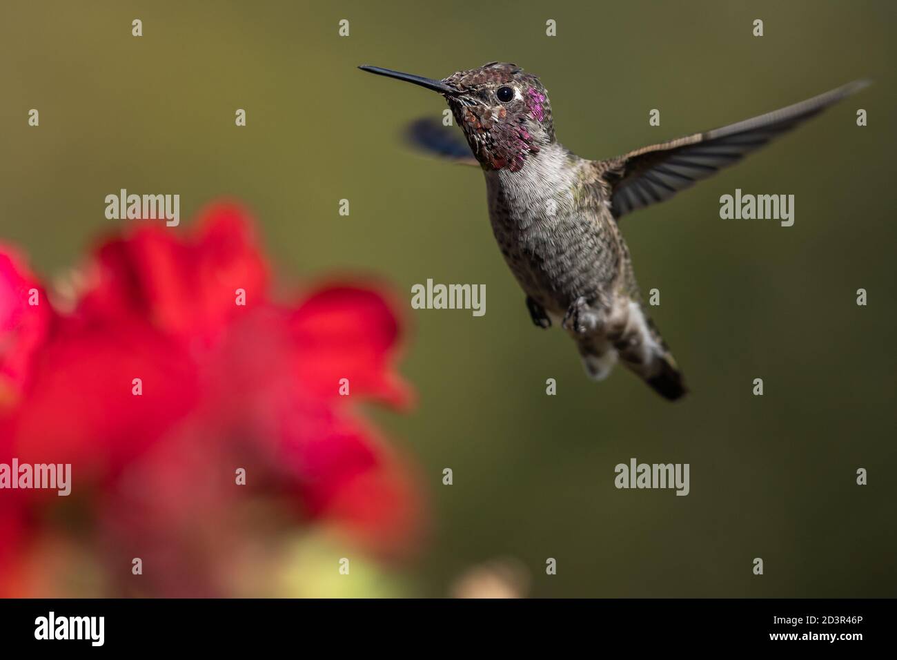 Kolibri fliegt und flatscht mit den Flügeln im Flug. Oregon, Ashland, Cascade Siskiyou National Monument, Fall Stockfoto