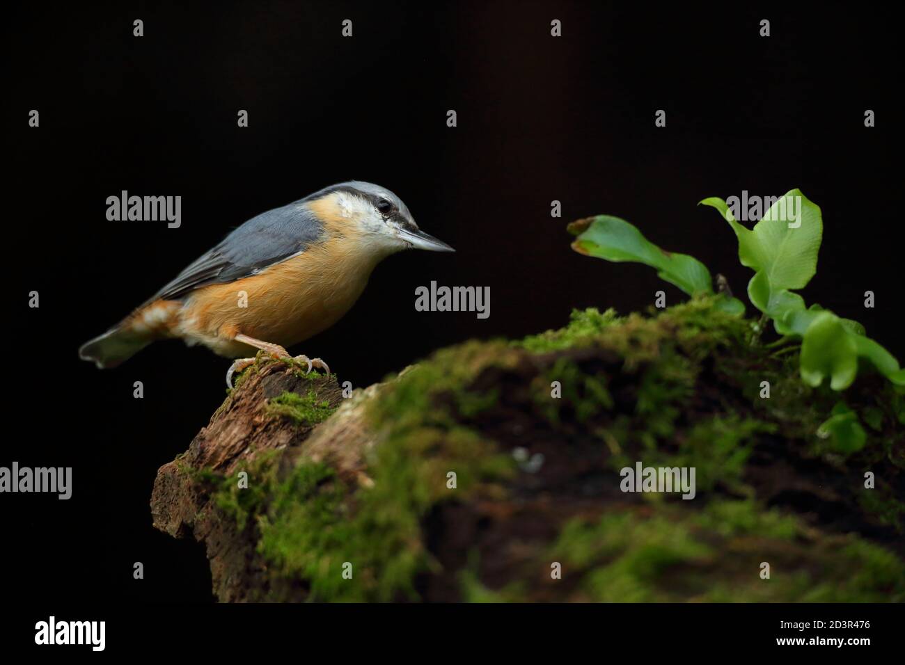 Porträt einer eurasischen Nuthatch ( Sitta Europaea ) auf der Suche nach Nüssen in walisischen Wäldern. Aufgenommen in der Nähe von Llanidloes, Wales im August 2020. Stockfoto