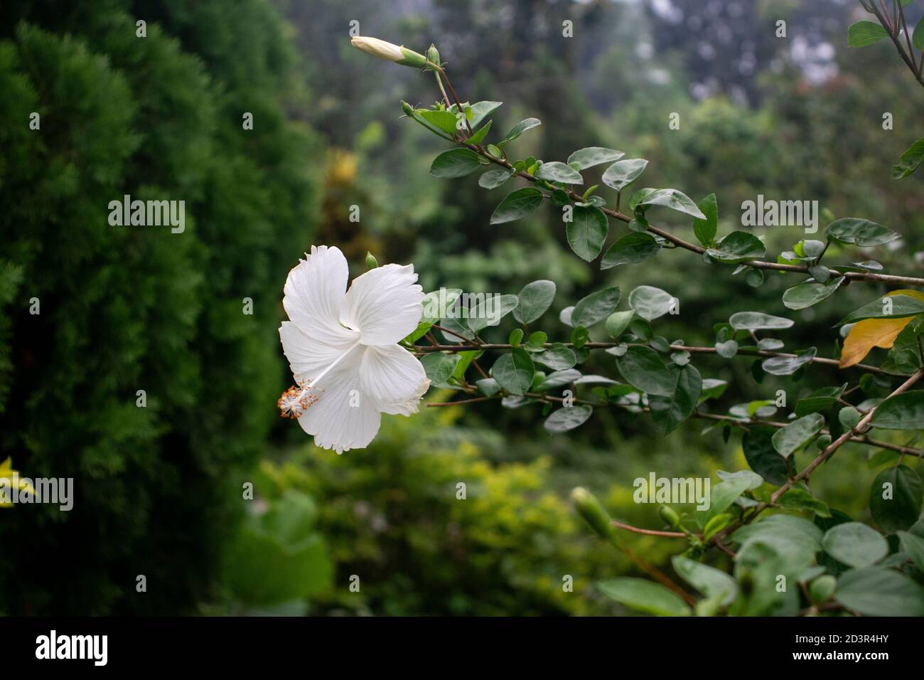 Weiße Joba Blume oder Hibiskusblüte weiße Joba Blume oder hibiskusblüte im Garten Stockfoto