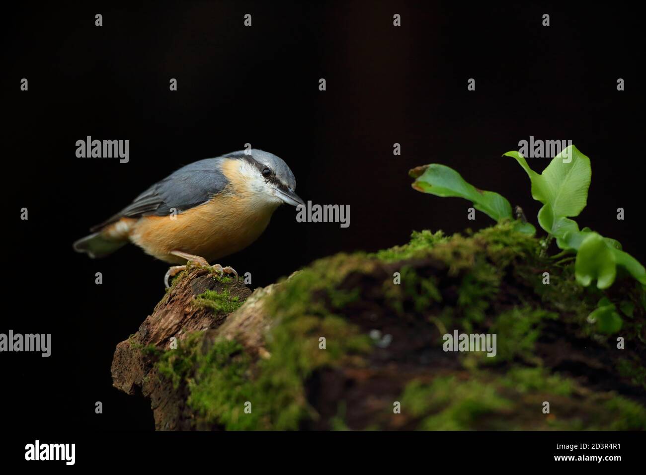 Porträt einer eurasischen Nuthatch ( Sitta Europaea ) auf der Suche nach Nüssen in walisischen Wäldern. Aufgenommen in der Nähe von Llanidloes, Wales im August 2020. Stockfoto