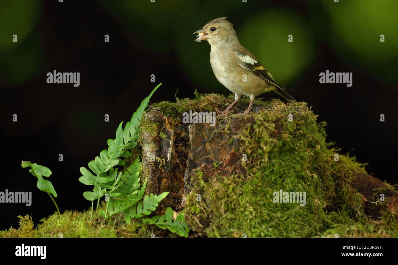 Weiblicher Haffinch ( Fringilla coelebs ) in einem typischen Waldlebensraum, aufgenommen in Wales 2020. Stockfoto