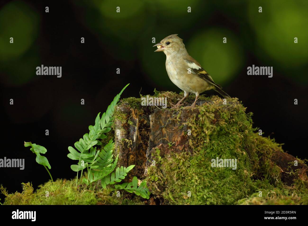 Weiblicher Haffinch ( Fringilla coelebs ) in einem typischen Waldlebensraum, aufgenommen in Wales 2020. Stockfoto