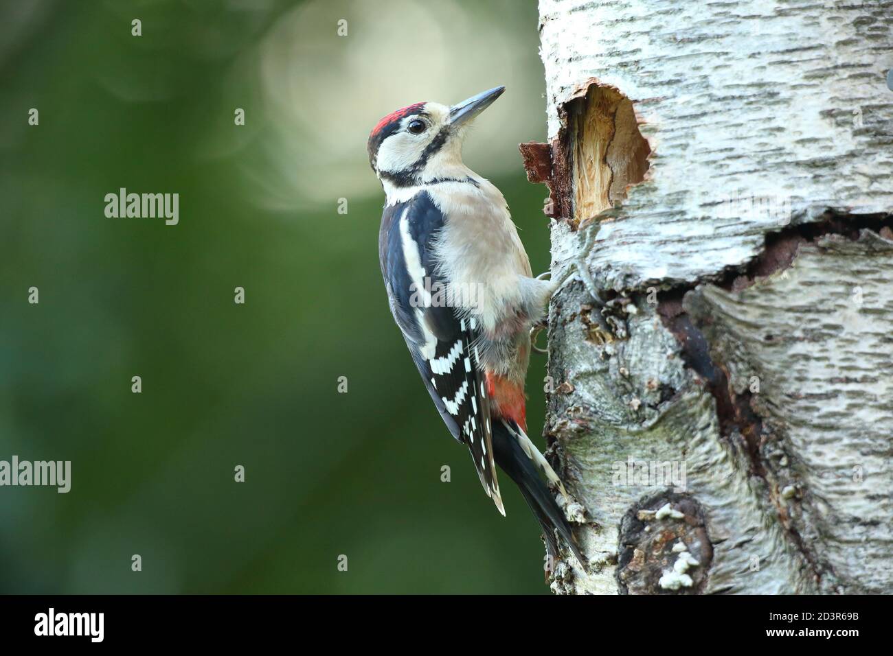 Jugendlicher Buntspecht ( Dendrocopos major ) durch Nestloch im Sommer, aufgenommen in Wales 2020. Stockfoto