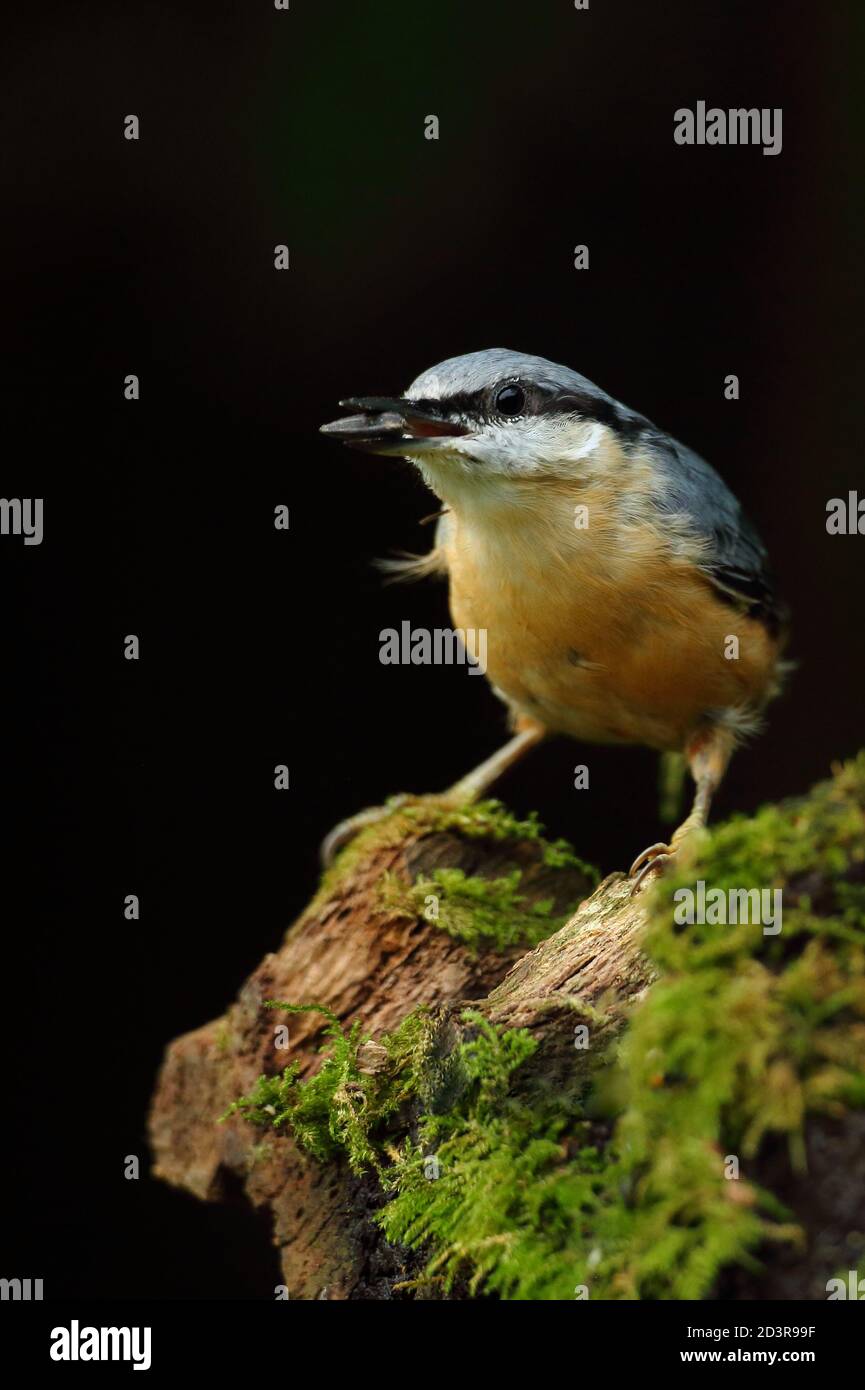 Bild eines eurasischen Nuthatch ( Sitta Europaea ) in typischen Wald Lebensraum thront während Caching Nüsse für Herbst. Stockfoto