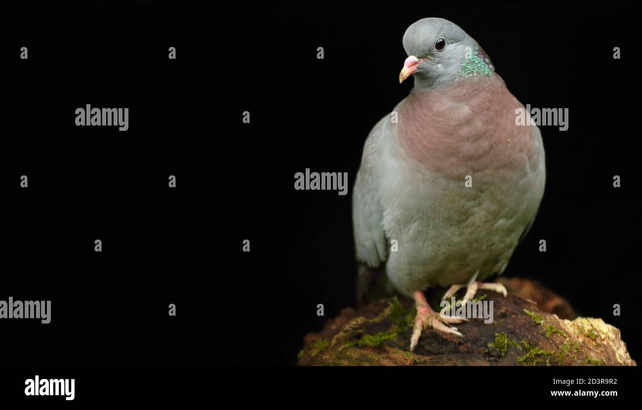 Ein Porträt einer erwachsenen Stocktaube (Columba oenas) mit unterbelichteten schwarzen Hintergrund, aufgenommen in Wales 2020. Stockfoto