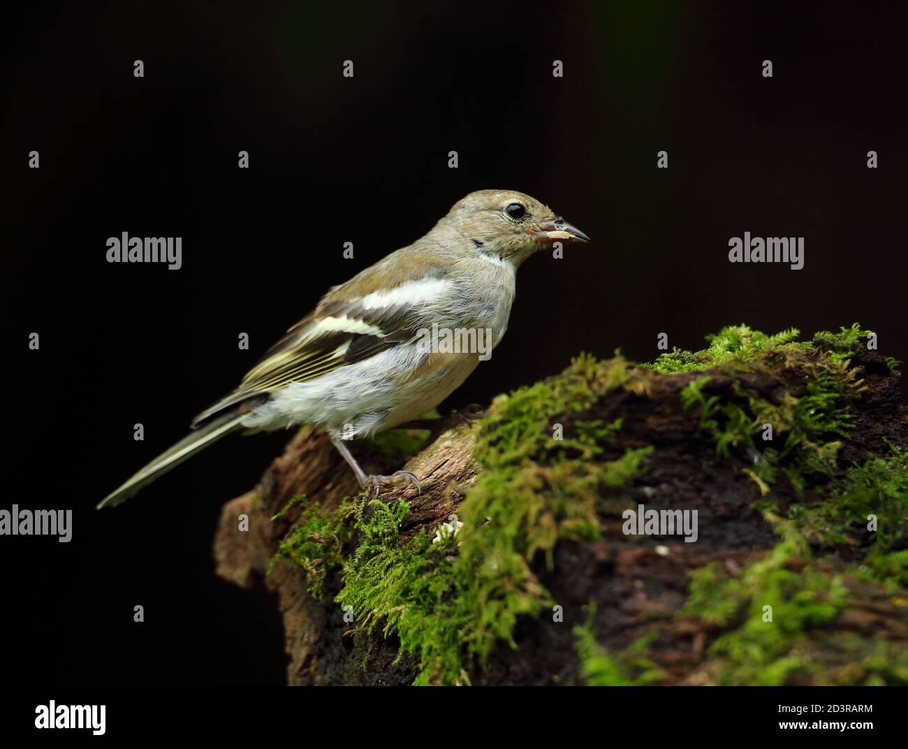 Weiblicher Haffinch ( Fringilla coelebs ) in einem typischen Waldlebensraum, aufgenommen in Wales 2020. Stockfoto