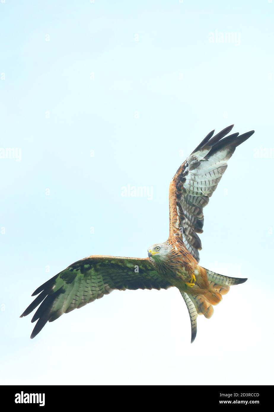 Red Kite (Milvus milvus) im Flug während der Fütterung an der Gigrin Farm Fütterungsstation in Mid Wales, August 2020 Stockfoto