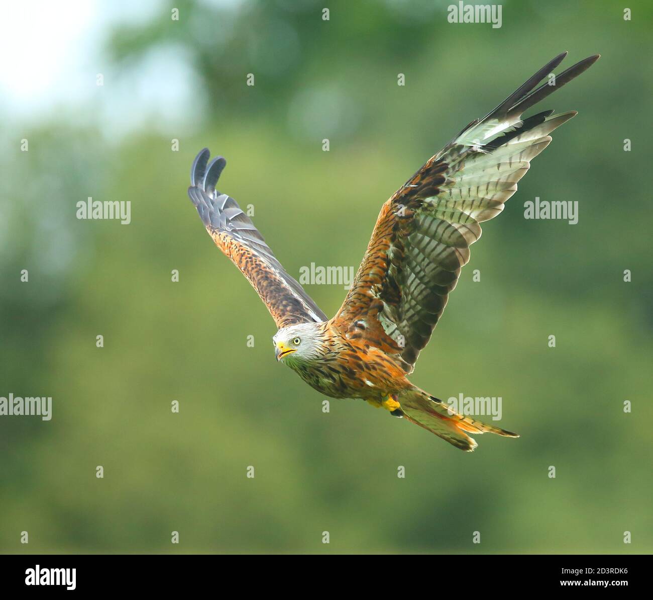 Red Kite (Milvus milvus) im Flug während der Fütterung an der Gigrin Farm Fütterungsstation in Mid Wales, August 2020 Stockfoto