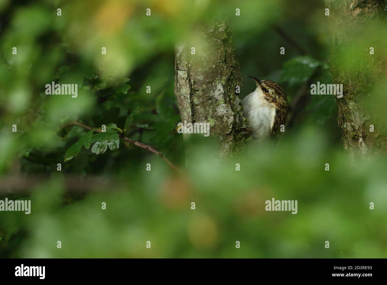 Ein eurasischer Waldvogel ( Certhia familiaris ) auf Ast mit belaubtem Vordergrund, Schnabel und Gefieder. Aufgenommen in Wales 2020. Stockfoto