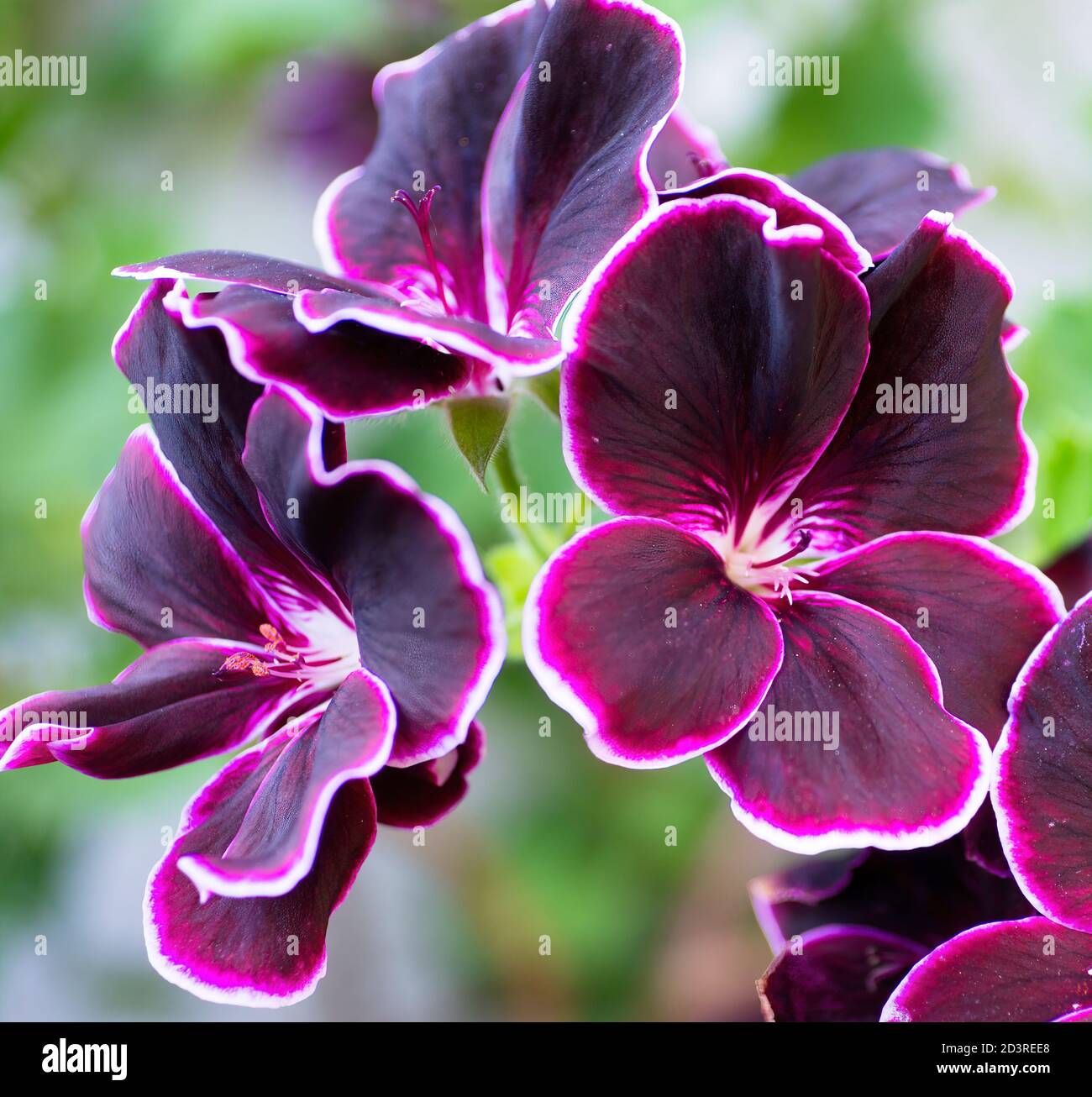 Nahaufnahme von burgunderfarbenen Pelargonium-Blüten (schwarzer Prinz) mit weißem Rand auf einem verschwommenen grünen Hintergrund. Stockfoto