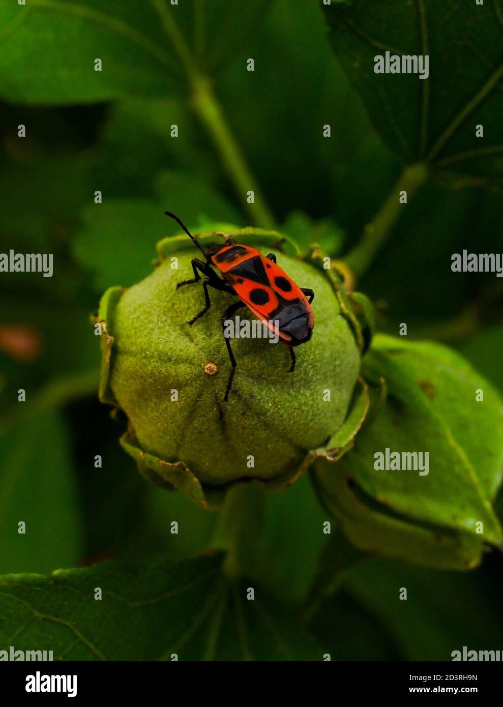 Rotes und schwarzes Insekt im Garten Stockfoto