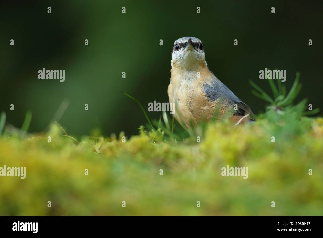 Bild eines eurasischen Nuthatch ( Sitta Europaea ) in typischen Wald Lebensraum thront während Caching Nüsse für Herbst. Stockfoto