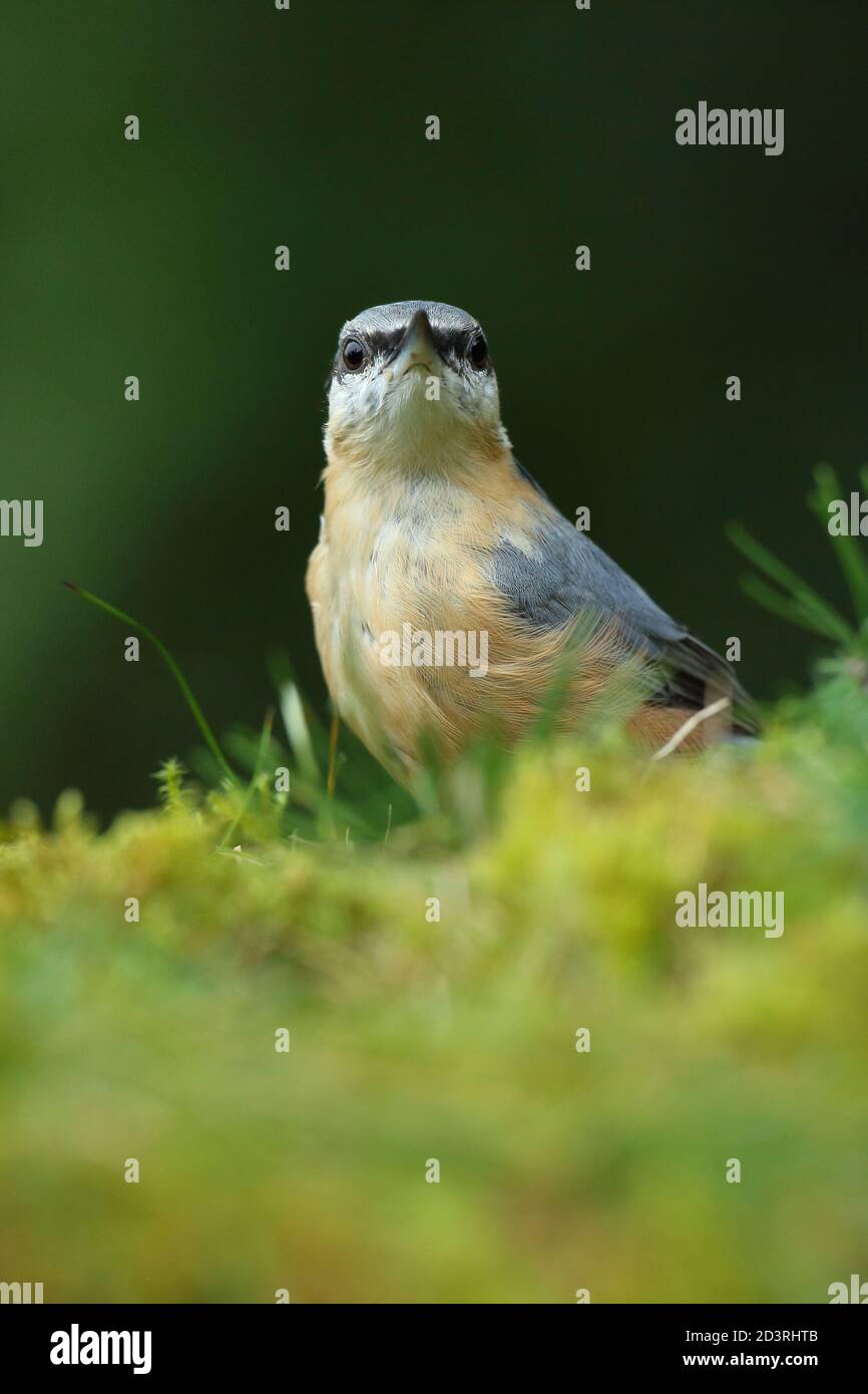 Bild eines eurasischen Nuthatch ( Sitta Europaea ) in typischen Wald Lebensraum thront während Caching Nüsse für Herbst. Stockfoto