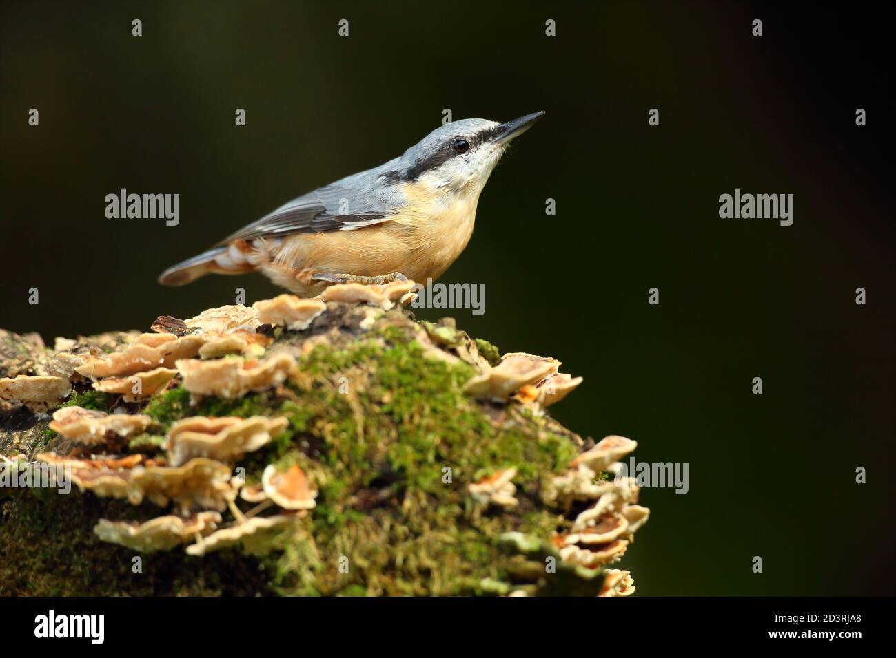 Porträt einer eurasischen Nuthatch ( Sitta Europaea ) auf der Suche nach Nüssen in walisischen Wäldern. Aufgenommen in der Nähe von Llanidloes, Wales im August 2020. Stockfoto