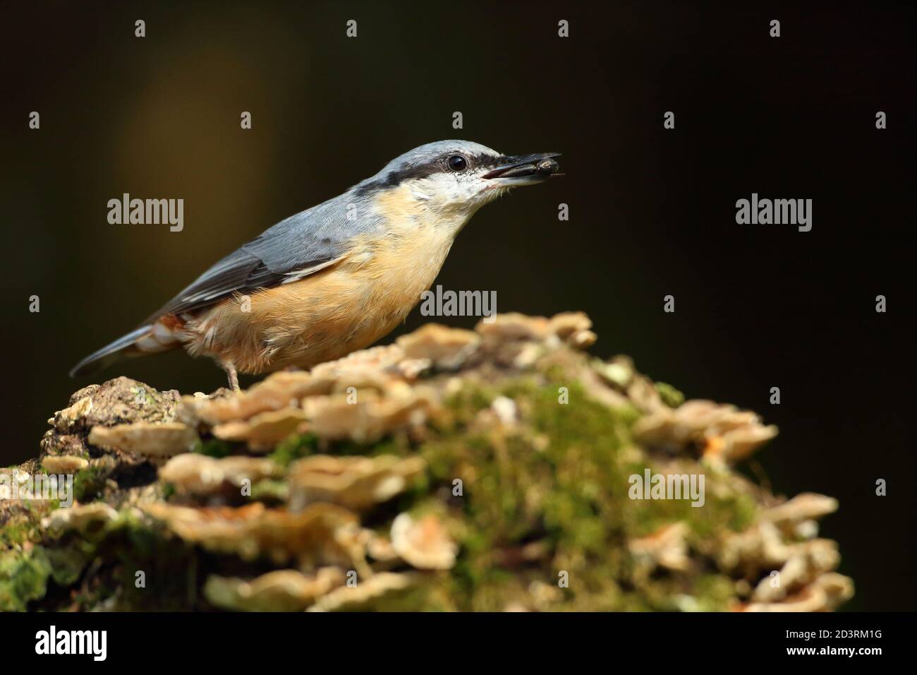 Bild eines eurasischen Nuthatch ( Sitta Europaea ) in typischen Wald Lebensraum thront während Caching Nüsse für Herbst. Stockfoto