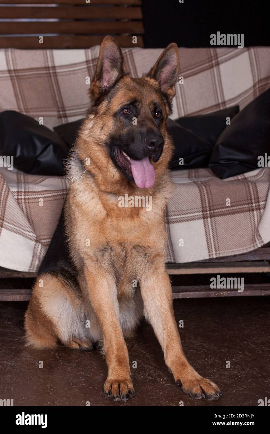 Netter deutscher Schäferhund sitzt an der großen Couch. Haustiere. Stockfoto