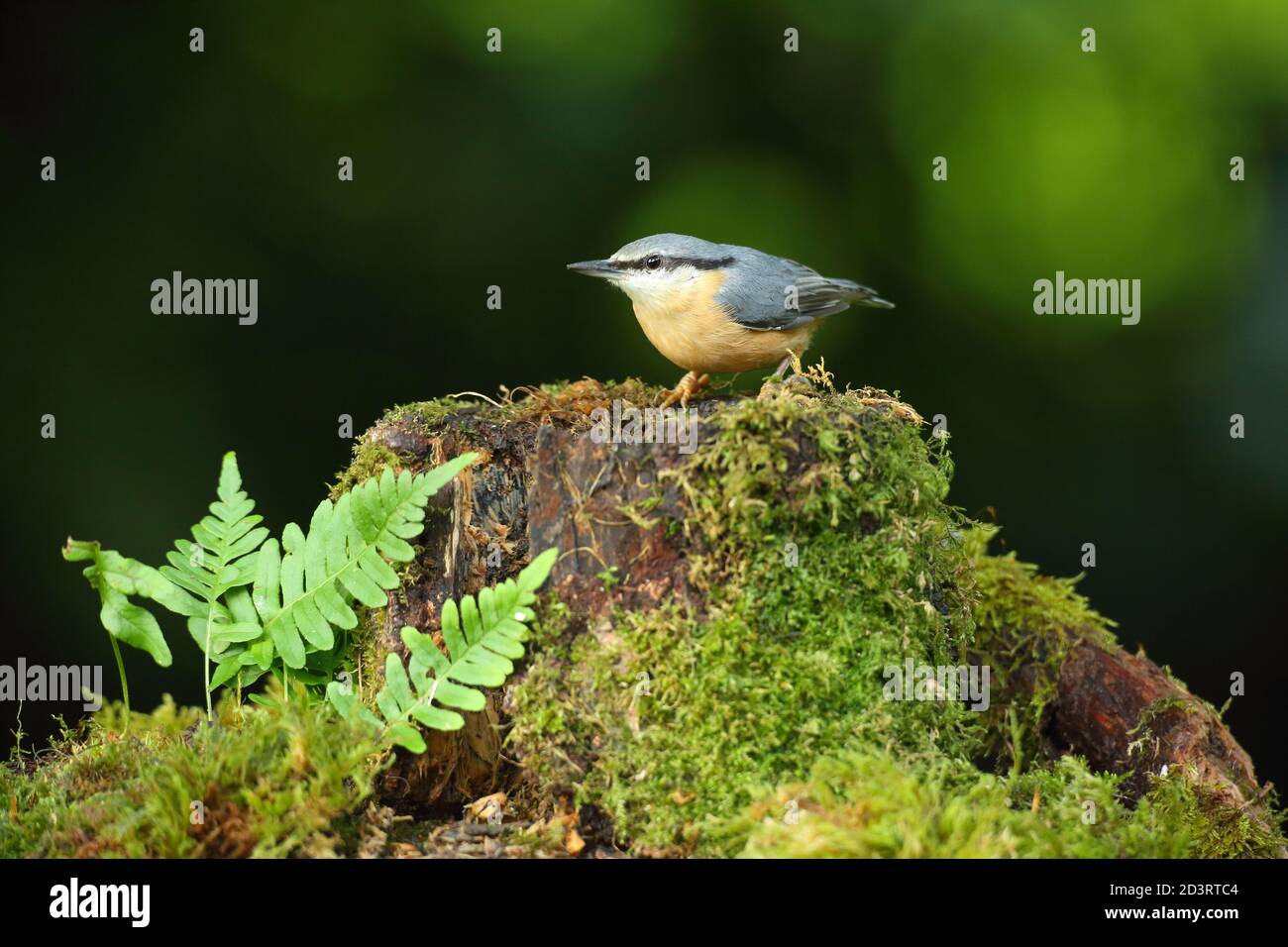 Bild eines eurasischen Nuthatch ( Sitta Europaea ) in typischen Wald Lebensraum thront während Caching Nüsse für Herbst. Stockfoto