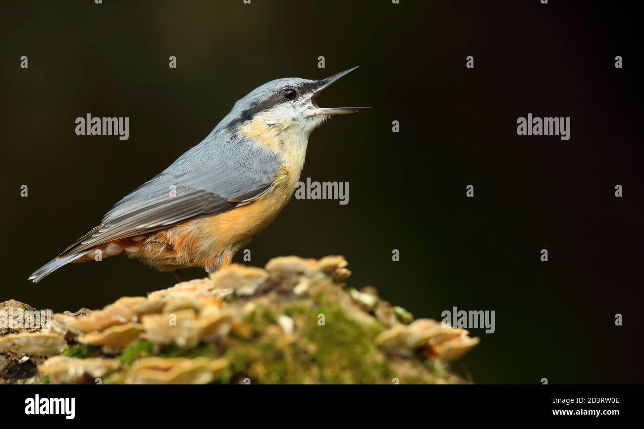 Porträt einer eurasischen Nuthatch ( Sitta Europaea ) auf der Suche nach Nüssen in walisischen Wäldern. Aufgenommen in der Nähe von Llanidloes, Wales im August 2020. Stockfoto