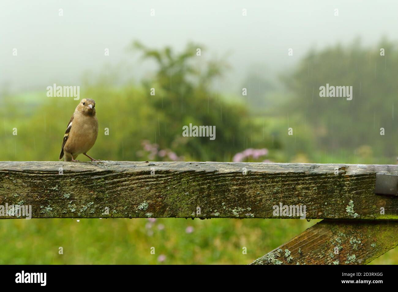 Weitwinkelaufnahme des weiblichen Common Chaffinch ( Fringilla coelebs ) in seiner Umgebung zeigt rollende walisische Landschaft und Ackerland. Stockfoto