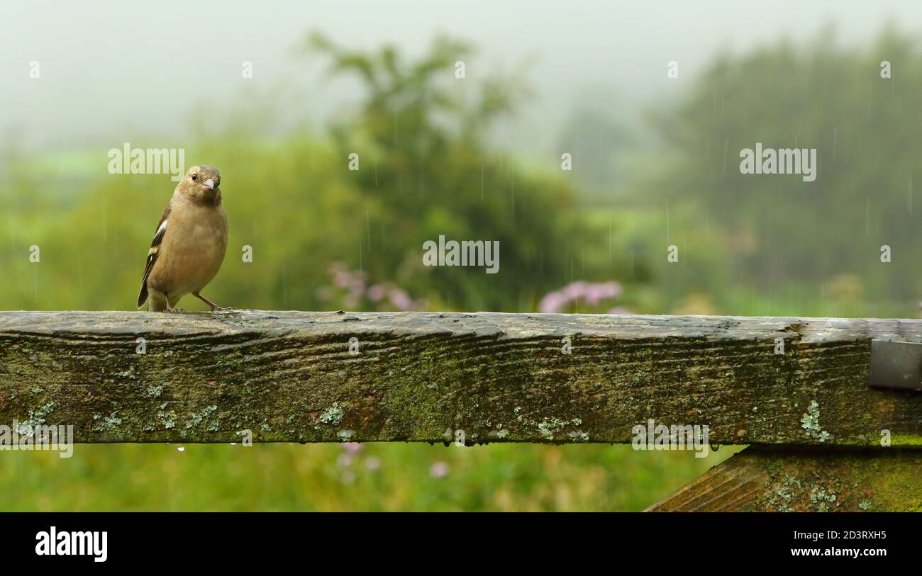 Weitwinkelaufnahme des weiblichen Common Chaffinch ( Fringilla coelebs ) in seiner Umgebung zeigt rollende walisische Landschaft und Ackerland. Stockfoto