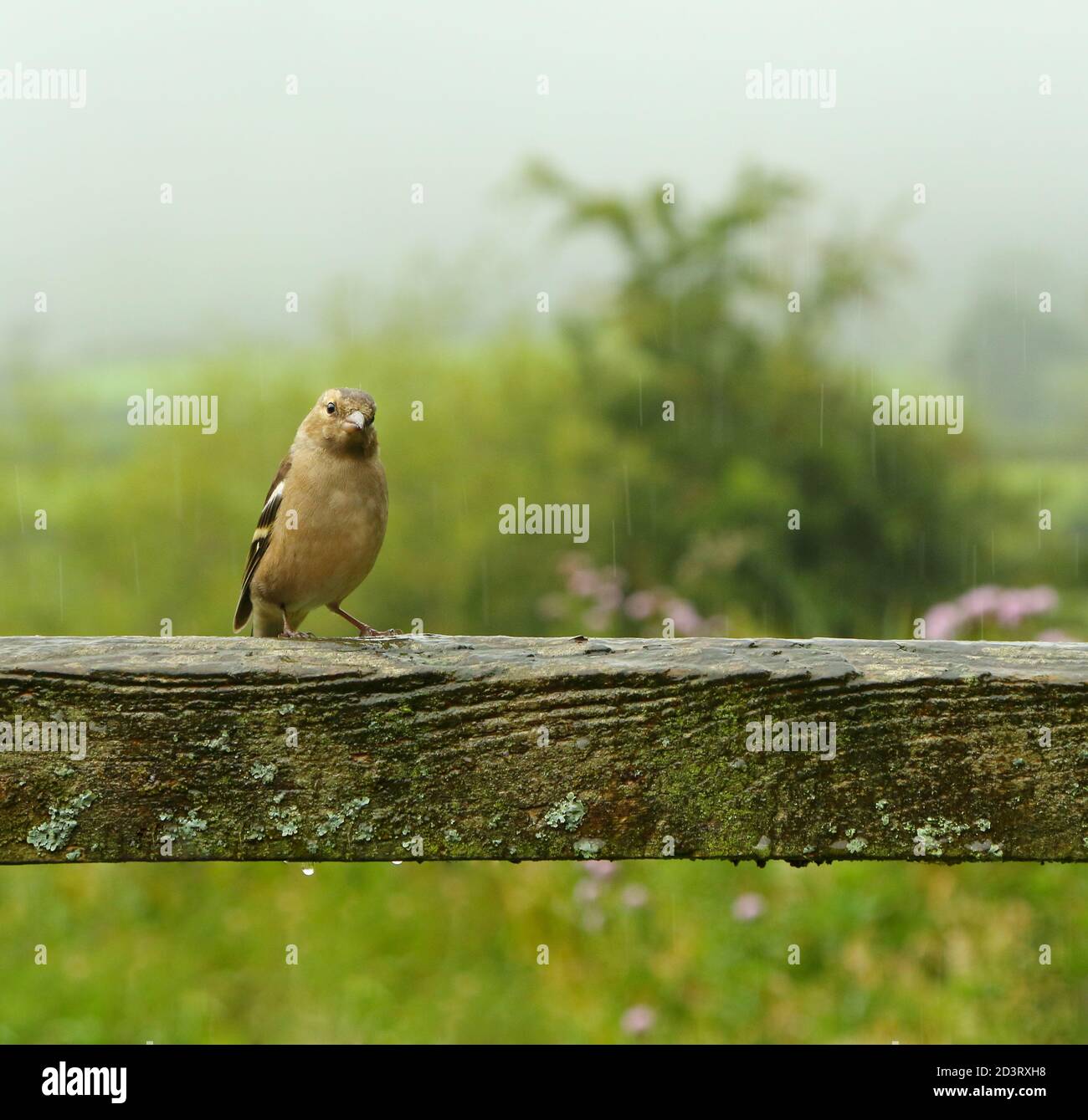 Weitwinkelaufnahme des weiblichen Common Chaffinch ( Fringilla coelebs ) in seiner Umgebung zeigt rollende walisische Landschaft und Ackerland. Stockfoto