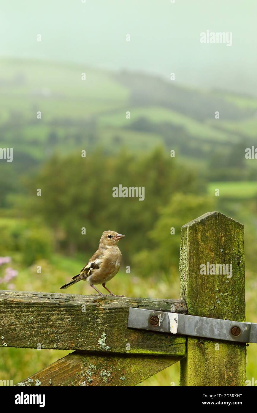 Weitwinkelaufnahme des weiblichen Common Chaffinch ( Fringilla coelebs ) in seiner Umgebung zeigt rollende walisische Landschaft und Ackerland. Stockfoto