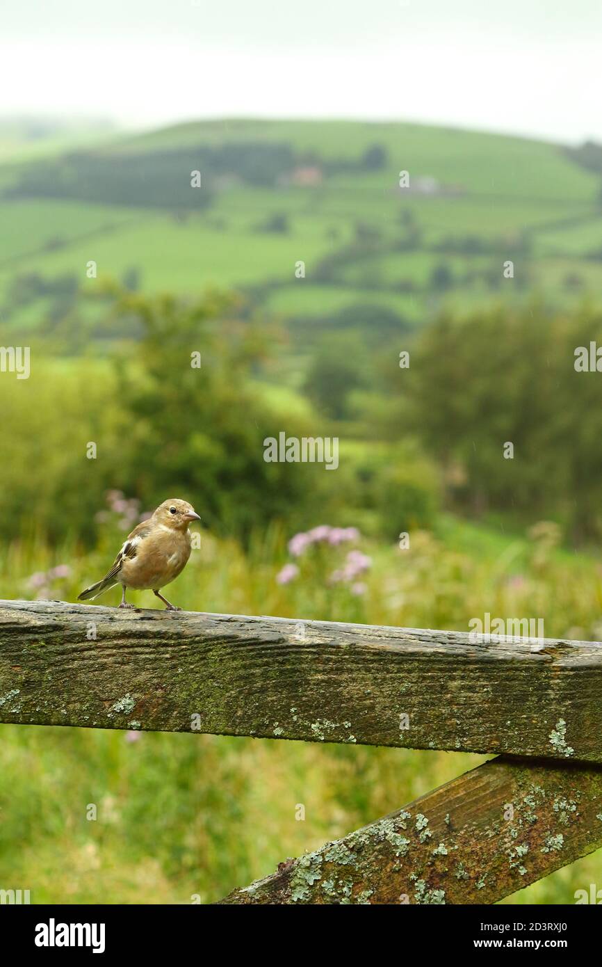 Weitwinkelaufnahme des weiblichen Common Chaffinch ( Fringilla coelebs ) in seiner Umgebung zeigt rollende walisische Landschaft und Ackerland. Stockfoto