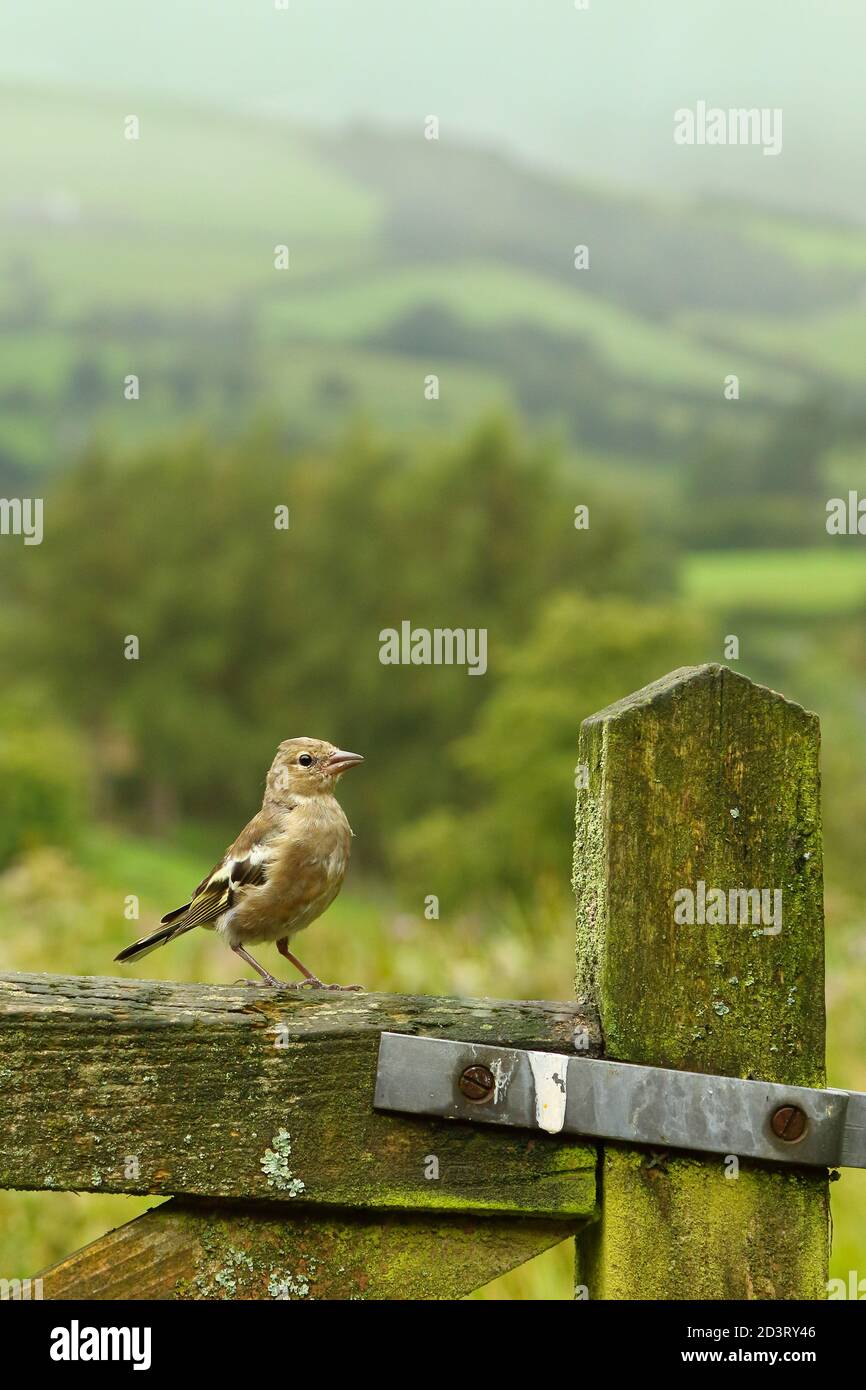 Weitwinkelaufnahme des weiblichen Common Chaffinch ( Fringilla coelebs ) in seiner Umgebung zeigt rollende walisische Landschaft und Ackerland. Stockfoto