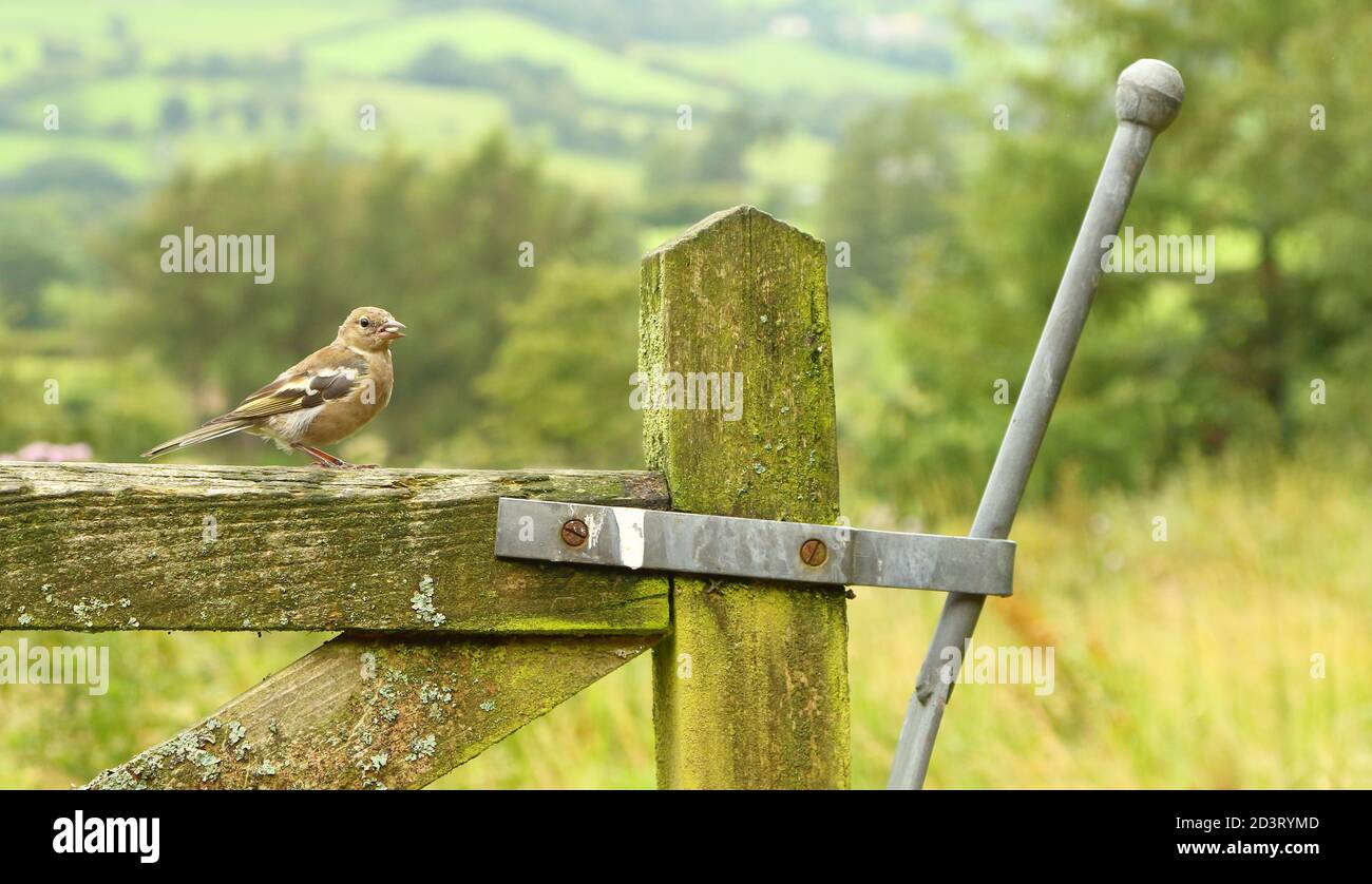 Weitwinkelaufnahme des weiblichen Common Chaffinch ( Fringilla coelebs ) in seiner Umgebung zeigt rollende walisische Landschaft und Ackerland. Stockfoto