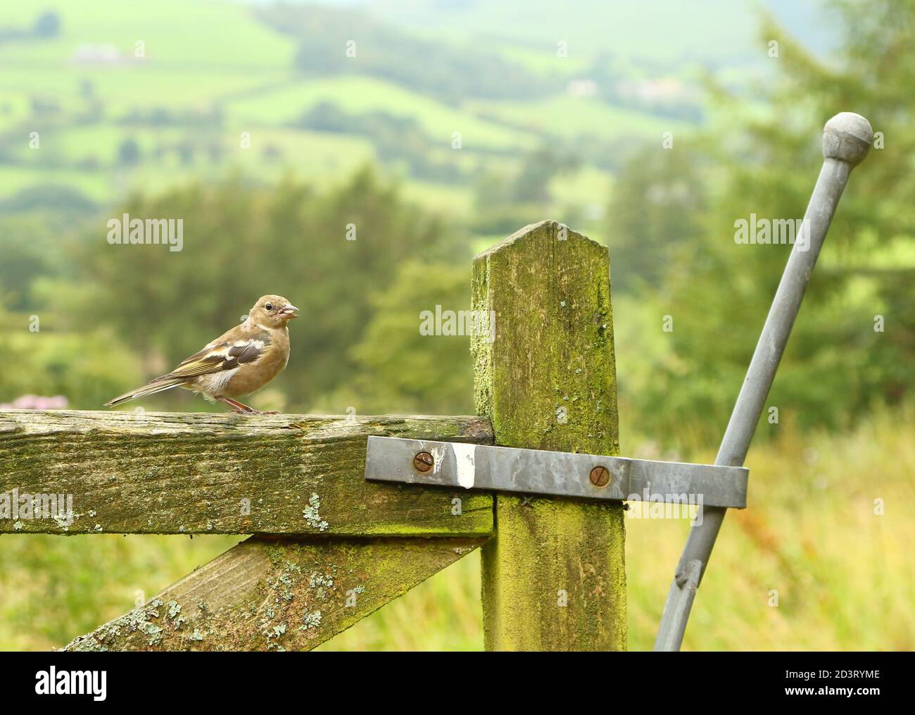 Weitwinkelaufnahme des weiblichen Common Chaffinch ( Fringilla coelebs ) in seiner Umgebung zeigt rollende walisische Landschaft und Ackerland. Stockfoto