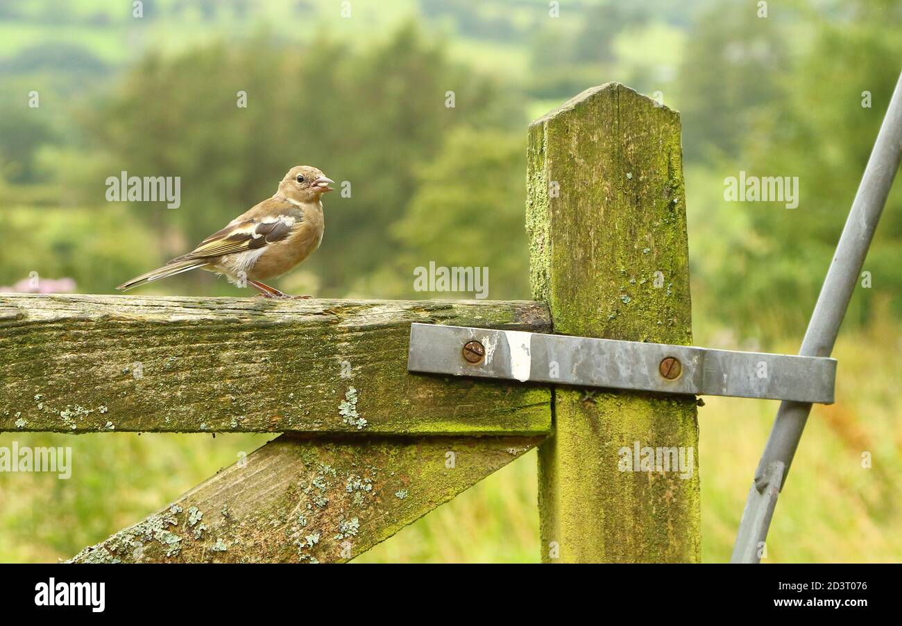 Weitwinkelaufnahme des weiblichen Common Chaffinch ( Fringilla coelebs ) in seiner Umgebung zeigt rollende walisische Landschaft und Ackerland. Stockfoto