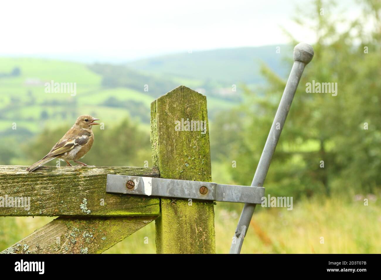 Weitwinkelaufnahme des weiblichen Common Chaffinch ( Fringilla coelebs ) in seiner Umgebung zeigt rollende walisische Landschaft und Ackerland. Stockfoto