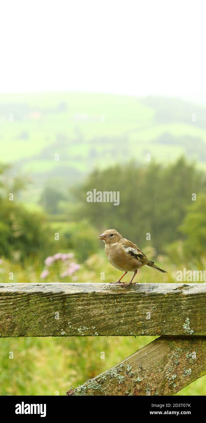 Weitwinkelaufnahme des weiblichen Common Chaffinch ( Fringilla coelebs ) in seiner Umgebung zeigt rollende walisische Landschaft und Ackerland. Stockfoto