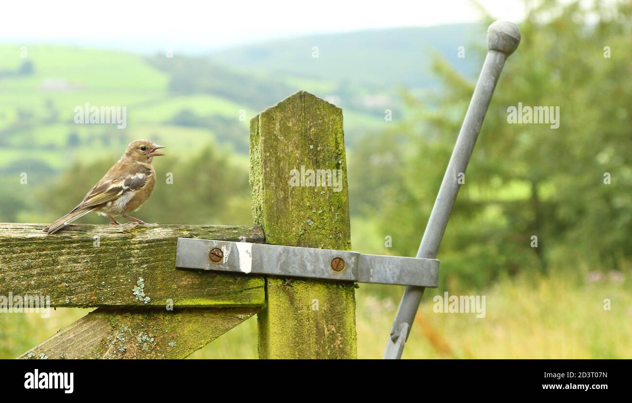 Weitwinkelaufnahme des weiblichen Common Chaffinch ( Fringilla coelebs ) in seiner Umgebung zeigt rollende walisische Landschaft und Ackerland. Stockfoto